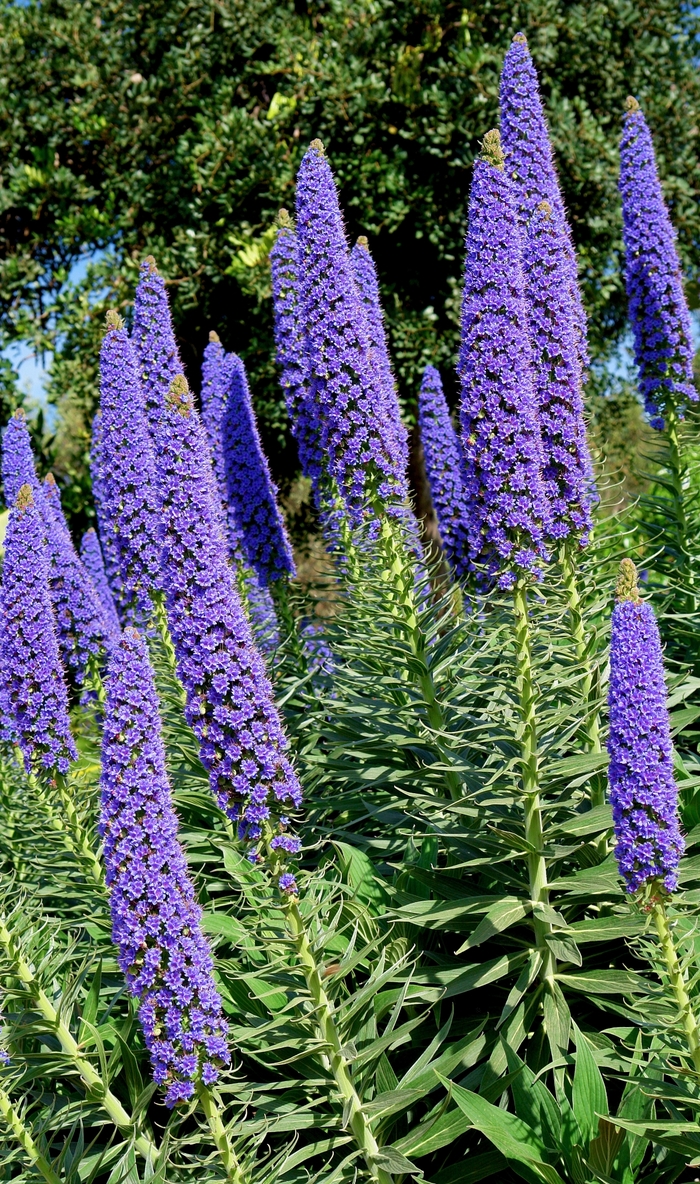 Pride of Madeira - Echium fastuosum from Sloat Gardens