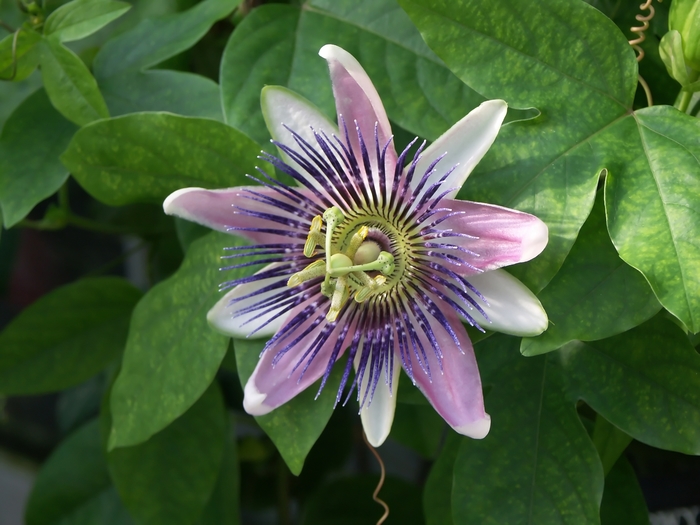 Passion Vine - Passiflora allardii from Sloat Gardens