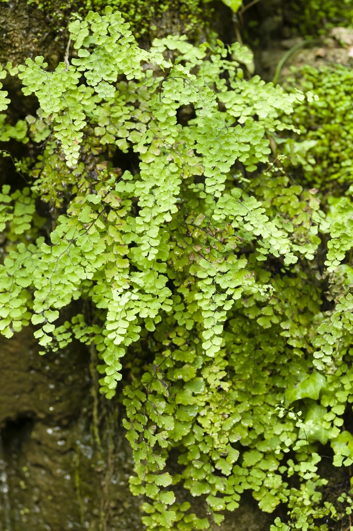 Five Finger Fern - Adiantum aleuticum from Sloat Gardens
