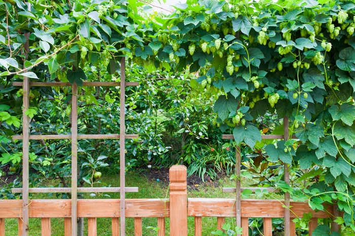 Hops - Humulus lupulus from Sloat Gardens