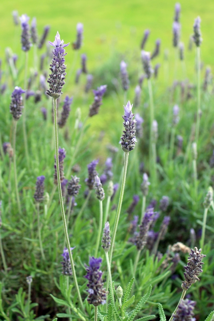 Toothed Lavender - Lavandula dentata from Sloat Gardens
