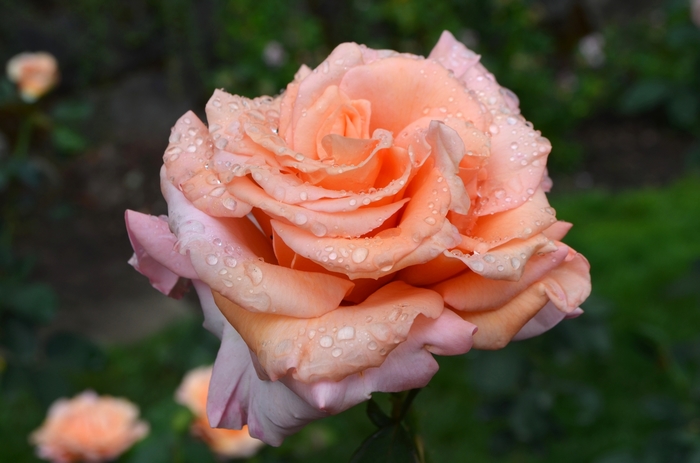 Sunset Celebration Rose - Rosa Hybrid TeaSunset Celebration from Sloat Gardens