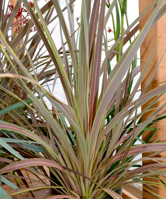 Cordyline - Cordyline banksii 'Electric Star' from Sloat Gardens