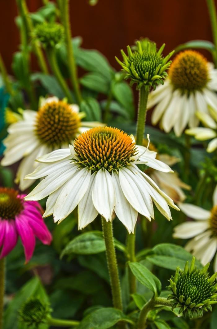 PowWow White - Echinacea purpurea from Sloat Gardens