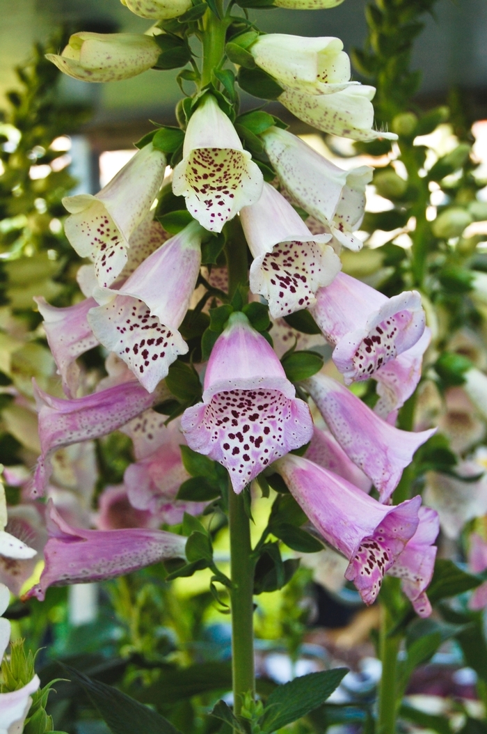 Foxglove - Digitalis purpurea 'Camelot Lavender' from Sloat Gardens