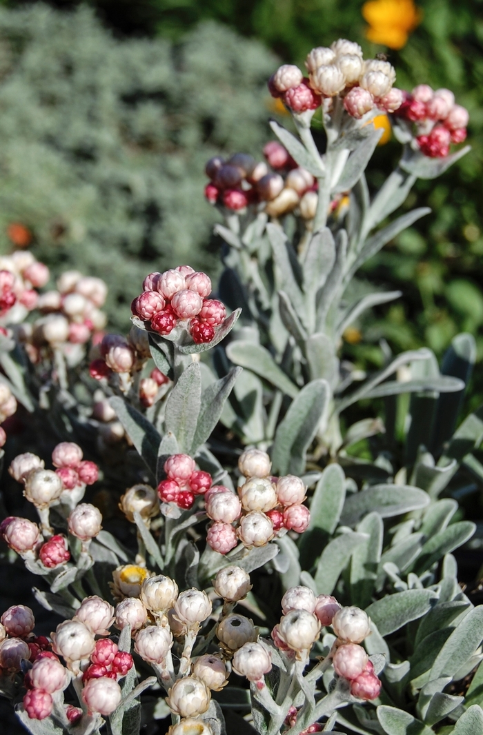 Ruby Cluster Strawflower - Helichrysum amorginum 'Ruby Cluster' from Sloat Gardens