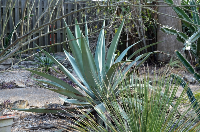 Weber Agave - Agave weberi from Sloat Gardens