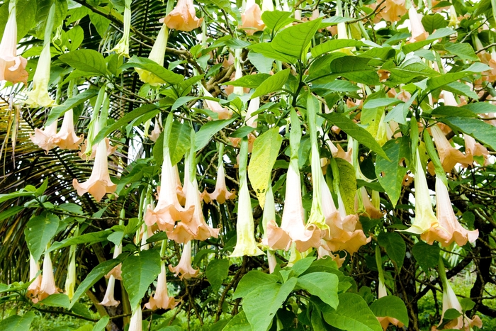 Pink Angels Trumpet - Brugmansia insignis 'Frosty Pink' from Sloat Gardens