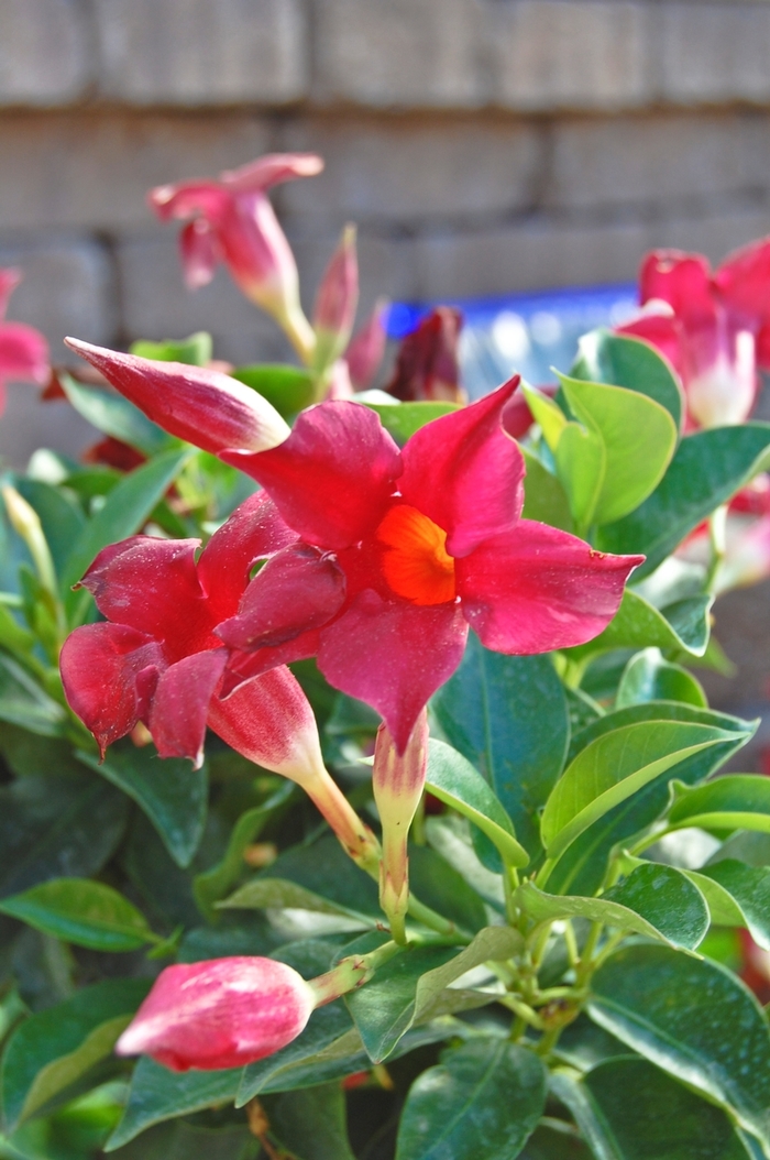 Mandevilla Sun Parasol® - Mandevilla hybrid from Sloat Gardens