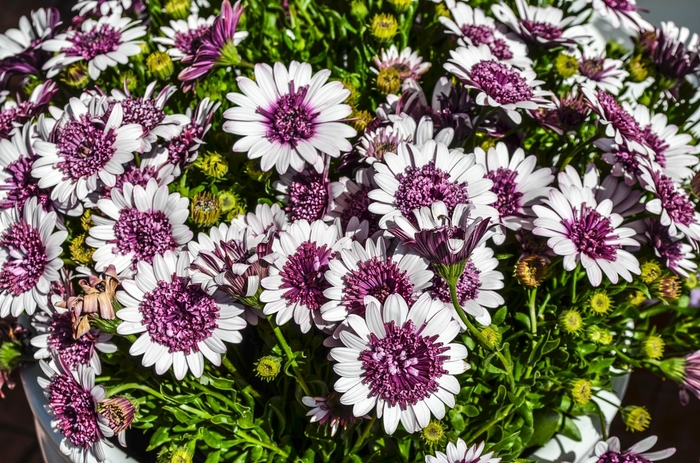 4D™ Berry White - Osteospermum hybrid from Sloat Gardens
