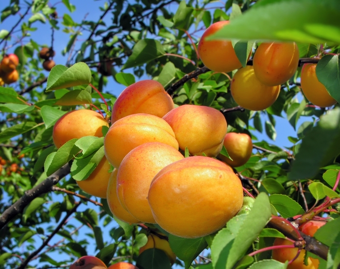 Apricot Blenheim - Prunus armeniaca Blenheim from Sloat Gardens