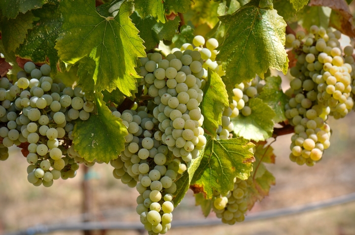 Grape Thompson Seedless - Vitis vinifera 'Thompson Seedless' from Sloat Gardens