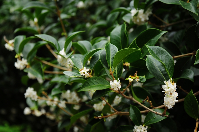 Sweet Olive - Osmanthus fragrans from Sloat Gardens
