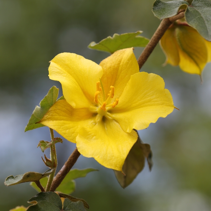 San Gabriel Flannel Bush - Fremontodendron 'San Gabriel' from Sloat Gardens