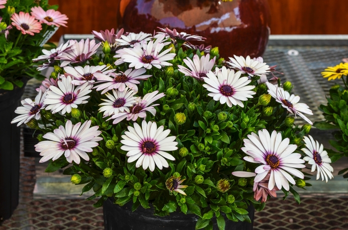 African Daisy - Osteospermum ecklonis 'Serenity Lavender Frost' from Sloat Gardens