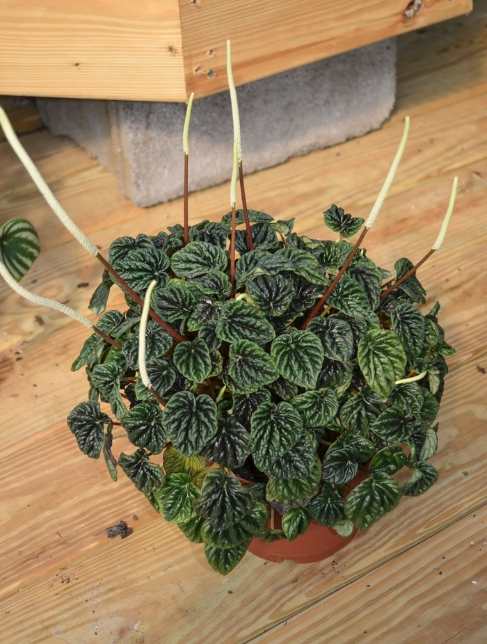 Peperomia - Peperomia from Sloat Gardens
