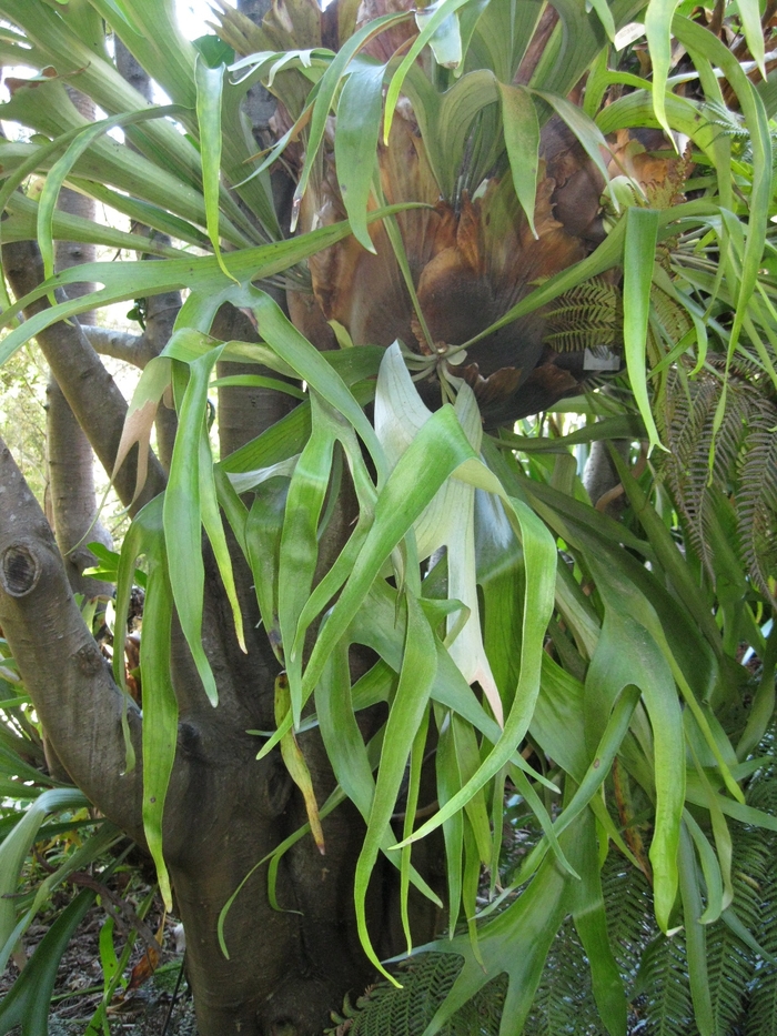 Staghorn Fern - Platycerium bifurcatum from Sloat Gardens
