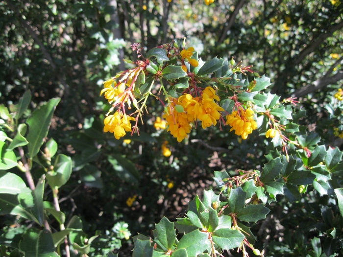 Darwin Barberry - Berberis darwinii from Sloat Gardens