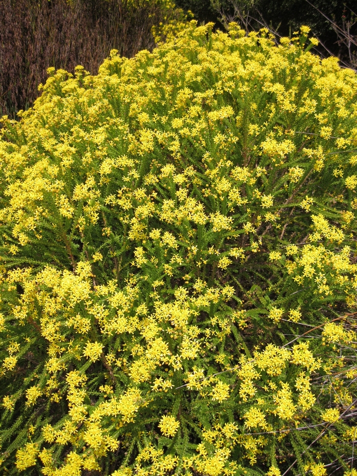 Honey Euryops - Euryops virgineus 'Tali' from Sloat Gardens