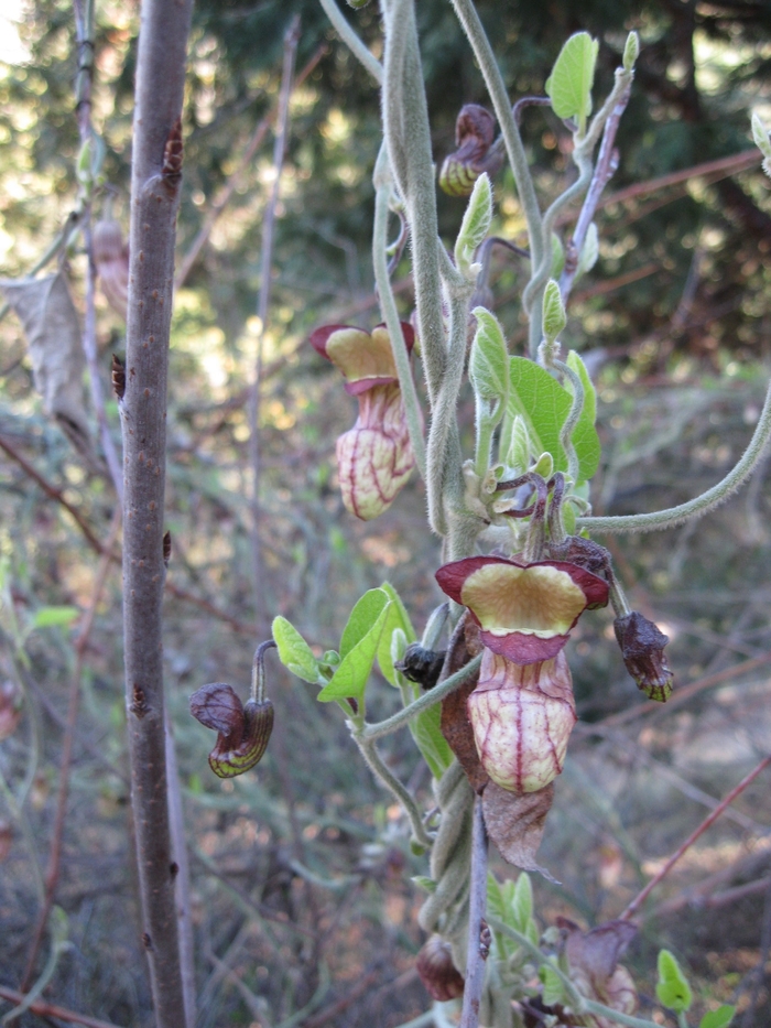 California Dutchmans Pipe - Aristolochia californica from Sloat Gardens