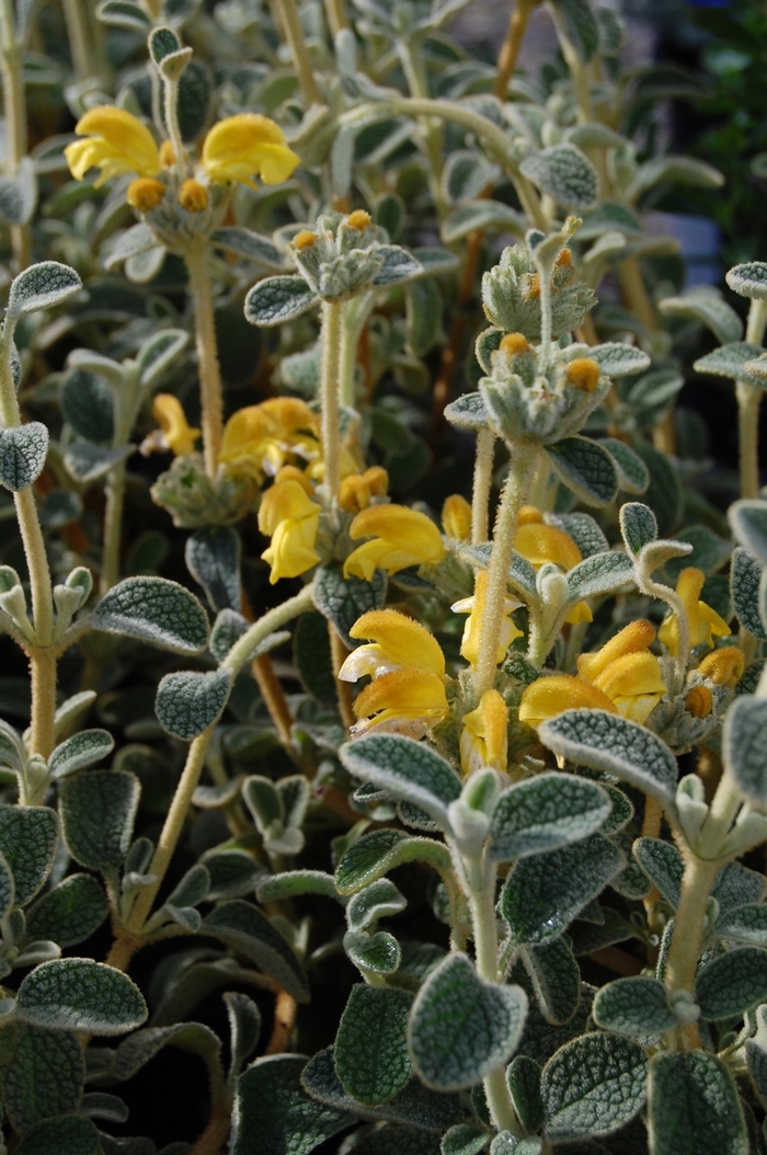 Dwarf Jerusalem Sage - Phlomis lanata from Sloat Gardens