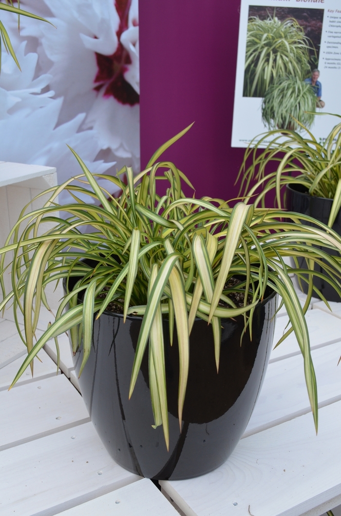 New Zealand Flax - Phormium cookianum 'Blondie' from Sloat Gardens