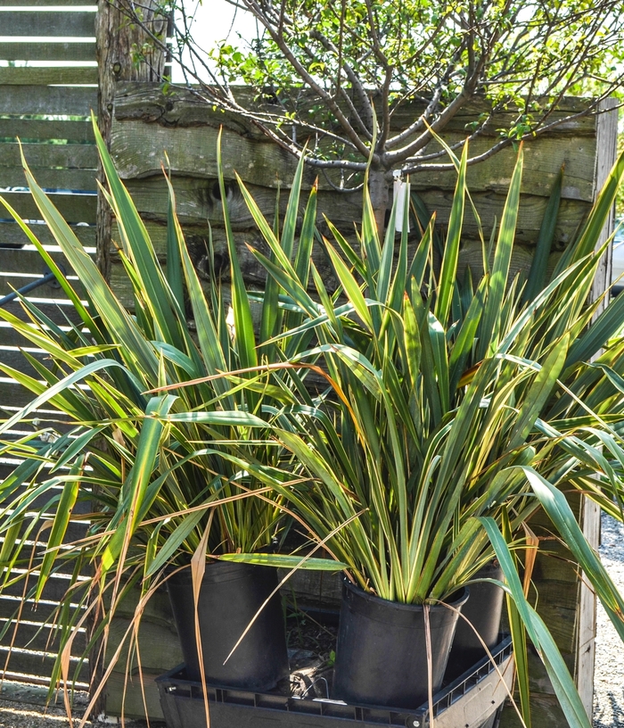New Zealand Flax - Phormium cookianum 'Tricolor' from Sloat Gardens