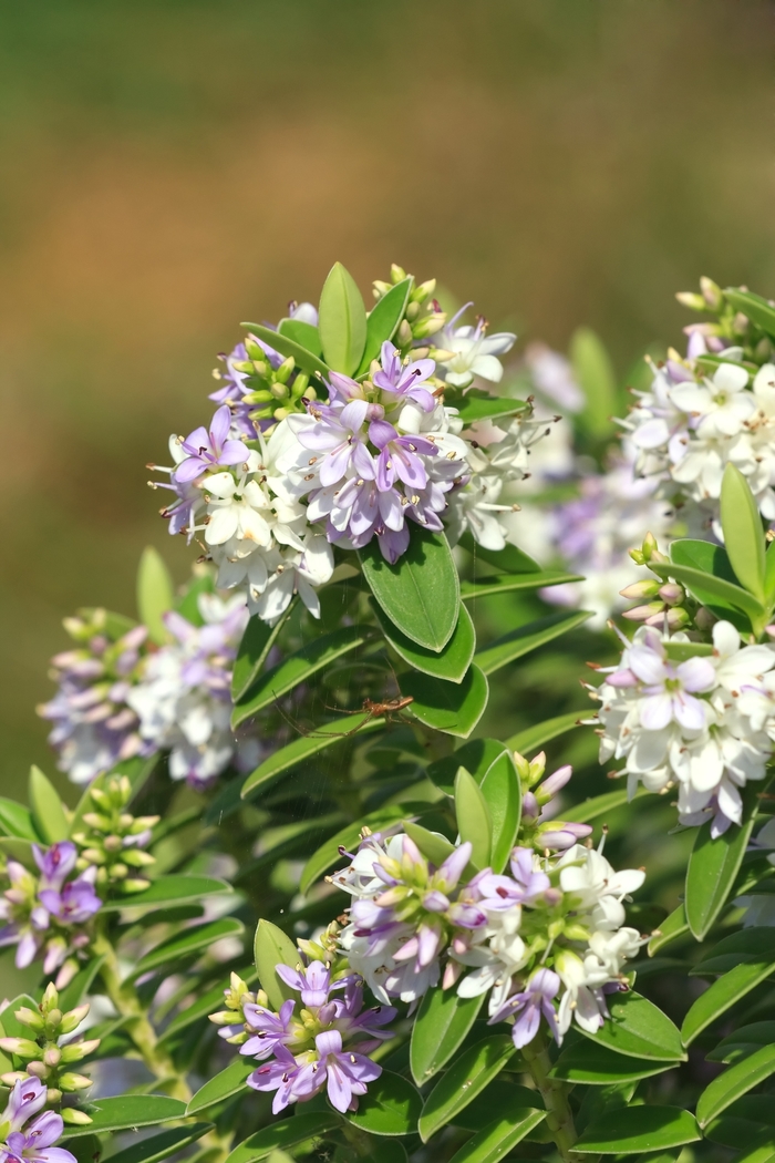 Hebe - Hebe 'Pattys Purple' from Sloat Gardens
