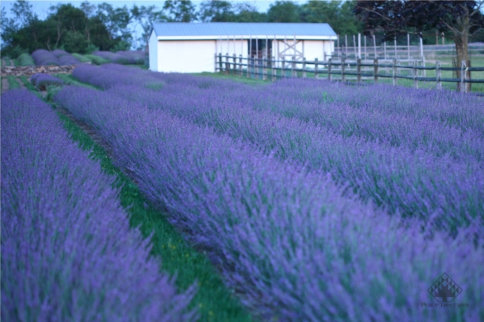 Phenomenal Lavender - Lavandula intermedia 'Phenomenal' from Sloat Gardens