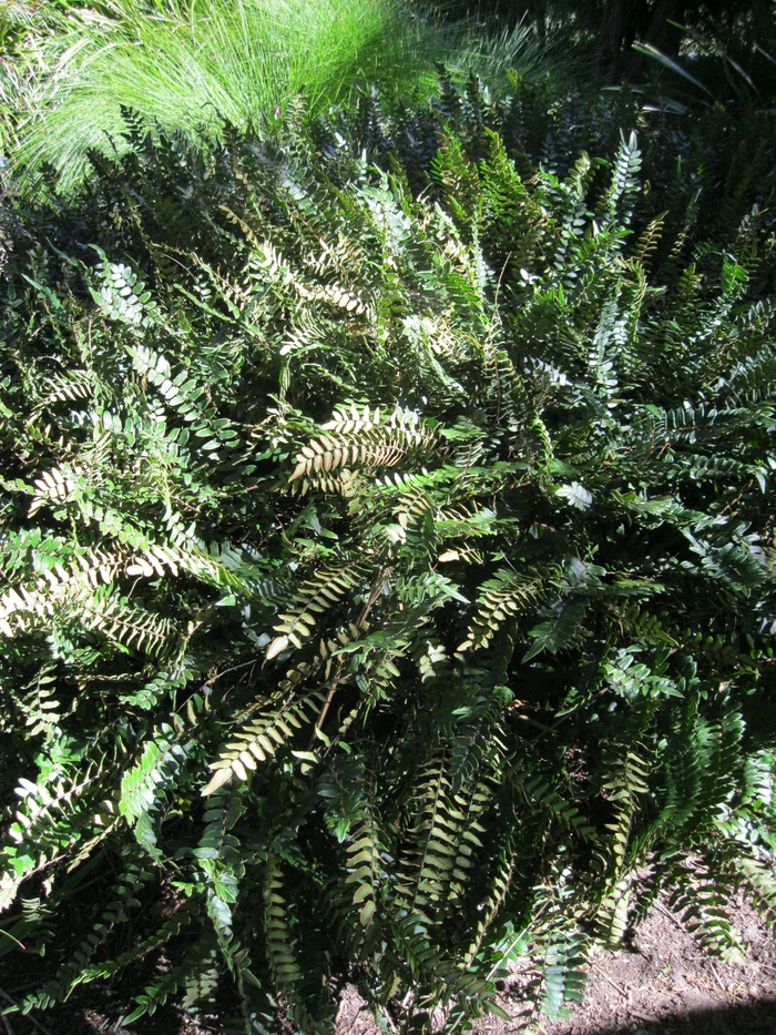 Sickle Fern - Pellaea falcata from Sloat Gardens