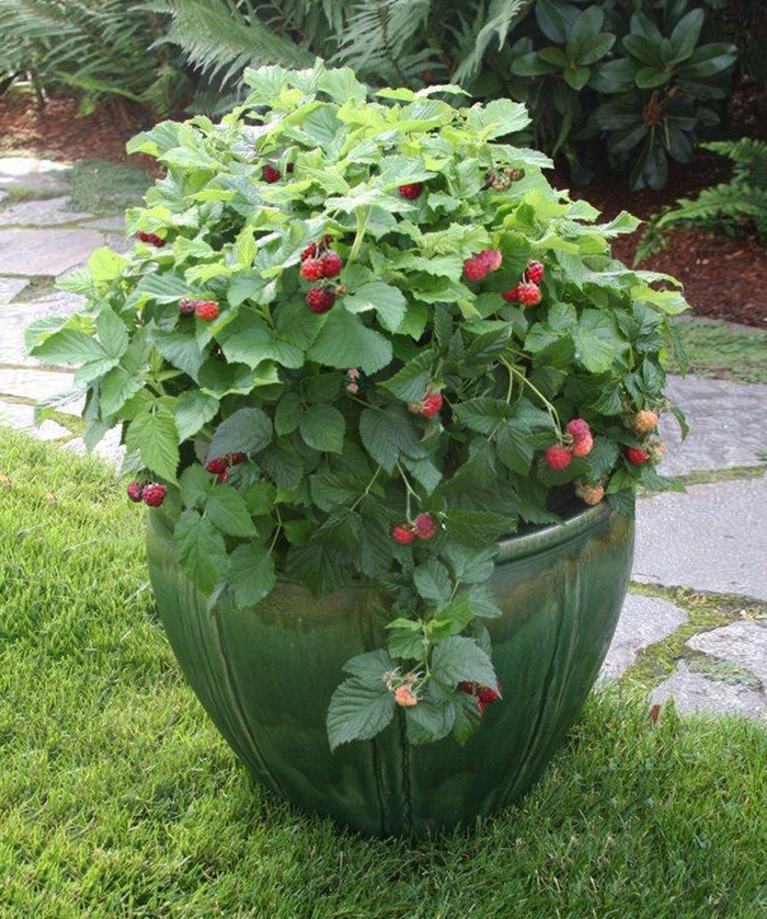 Raspberry Shortcake - Rubus 'Raspberry Shortcake' from Sloat Gardens