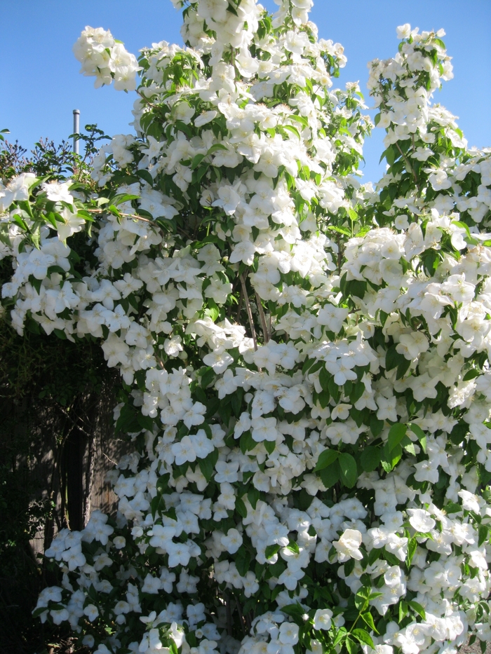 Mock Orange - Philadelphus virginalis 'Natchez' from Sloat Gardens