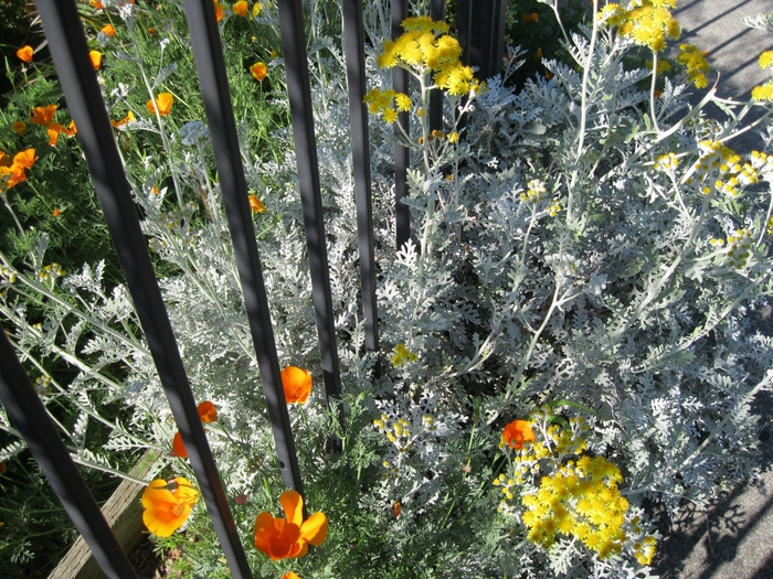 Dusty Miller - Centaurea cineraria from Sloat Gardens
