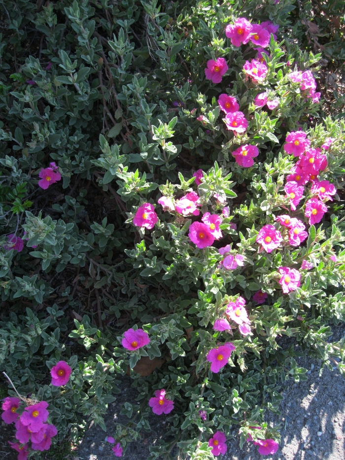 Pink Rockrose - Cistus 'Sunset' from Sloat Gardens