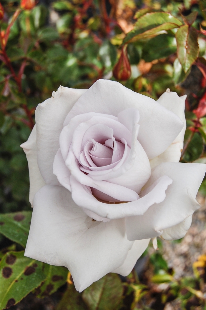 Stainless Steel Rose - Rosa Hybrid Tea 'Stainless Steel' from Sloat Gardens