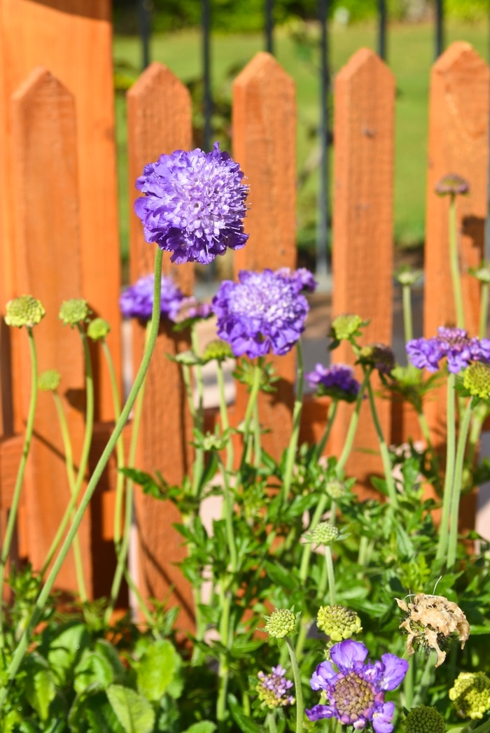 Pincushion Flower - Scabiosa columbaria 'Mariposa Violet' from Sloat Gardens