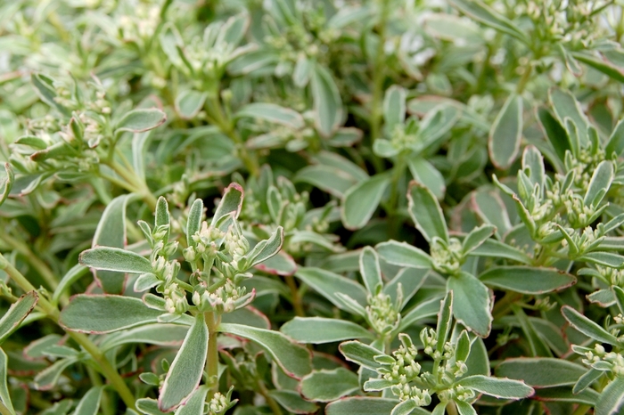 Stonecrop - Sedum spurium 'Tricolor' from Sloat Gardens