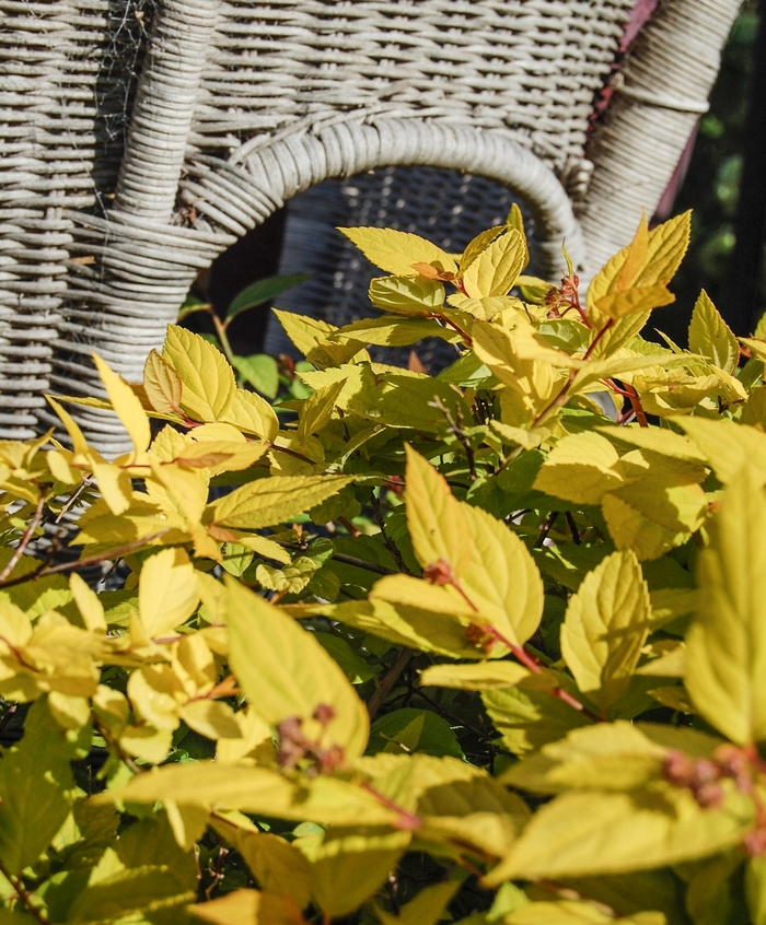 Golden Spiraea - Spiraea japonica 'Limemound' from Sloat Gardens