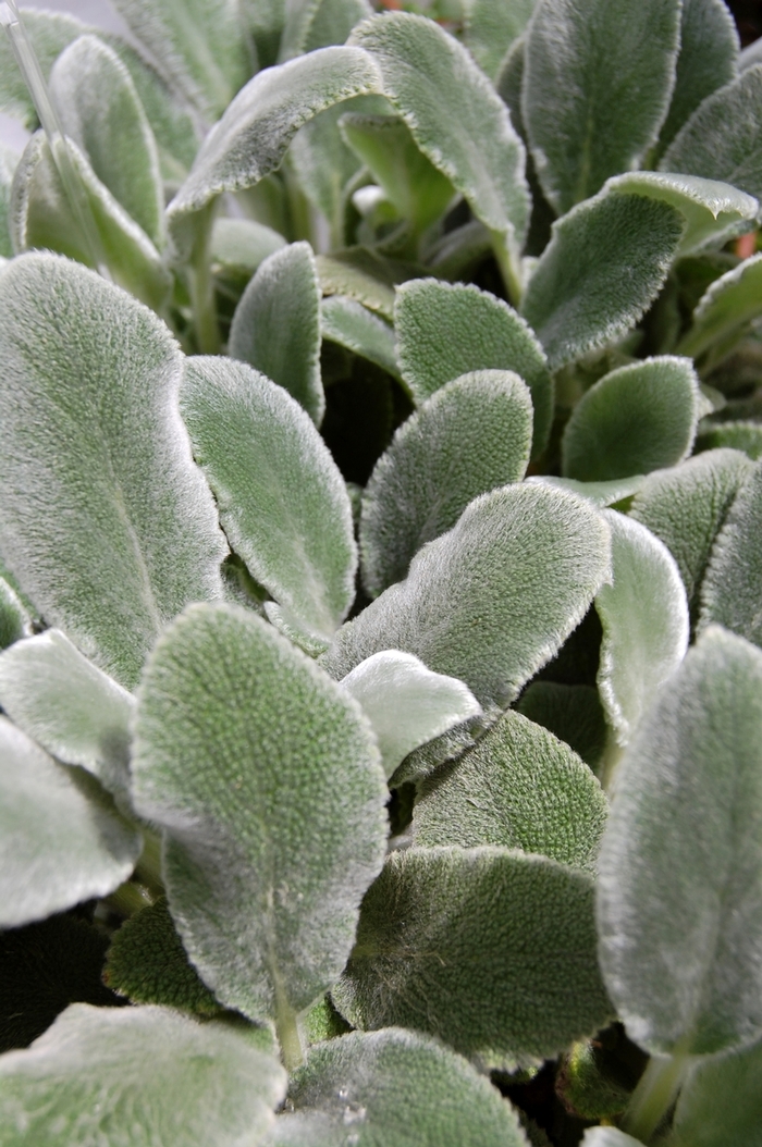 'Silver Carpet' Lamb's Ears - Stachys byzantina 'Silver Carpet' from Sloat Gardens