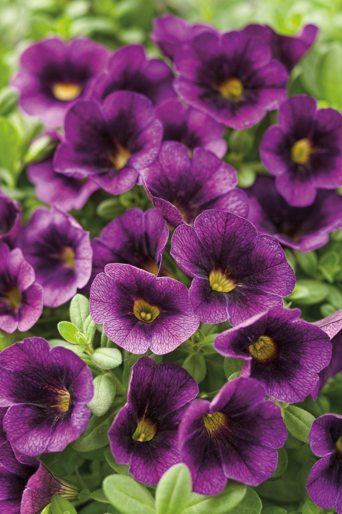 Superbells® Grape Punch™ - Calibrachoa hybrid from Sloat Gardens