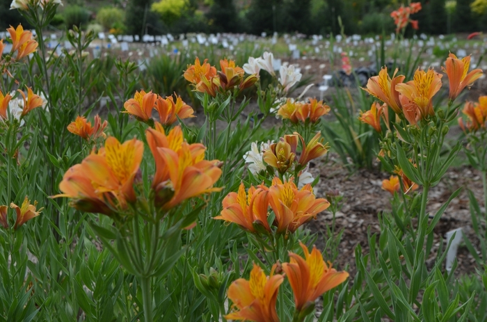 Princess Lily - Alstroemeria 'The Third Harmonic' from Sloat Gardens