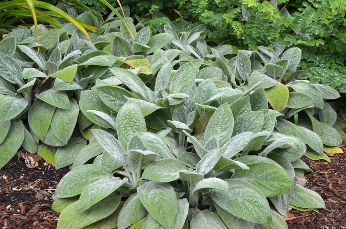 Lambs' Ears - Stachys byzantina 'Helene von Stein' from Sloat Gardens