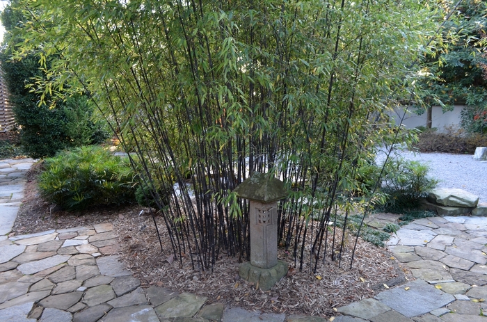Black Bamboo - Phyllostachys nigra from Sloat Gardens