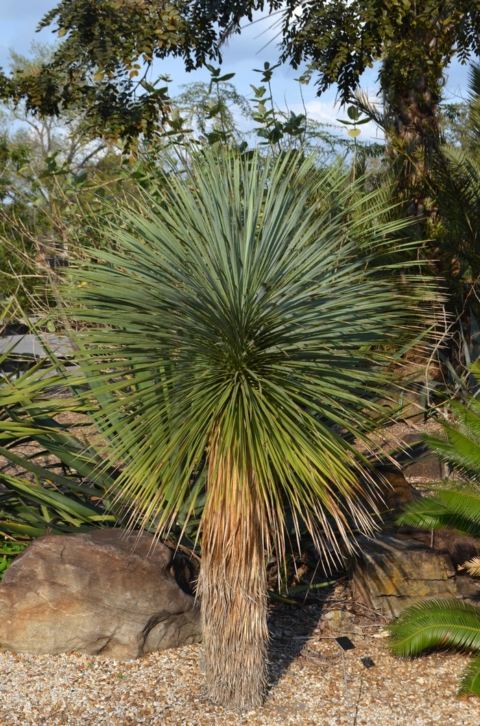 Beaked Yucca - Yucca rostrata from Sloat Gardens Beaked Yucca - Yucca rostrata from Sloat Gardens