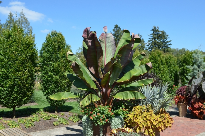 Banana - Ensete maurelii from Sloat Gardens