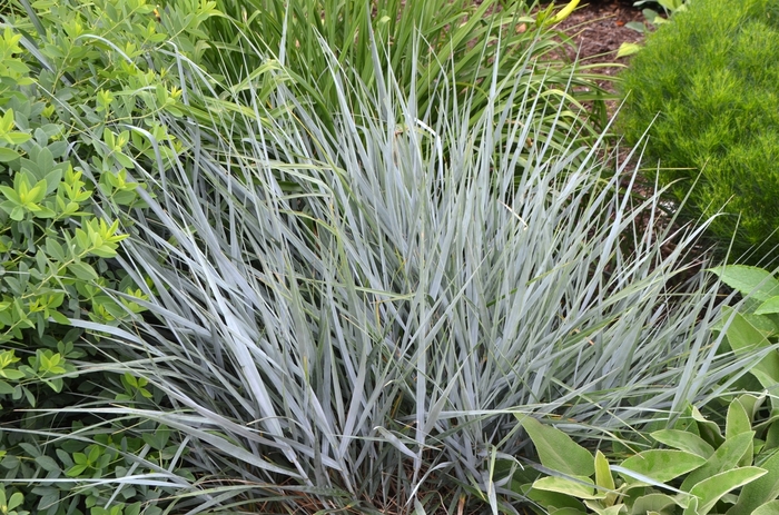 Giant Wild Rye - Elymus condensatus 'Canyon Prince' from Sloat Gardens