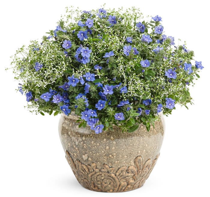 Blue My Mind® - Evolvulus hybrid from Sloat Gardens