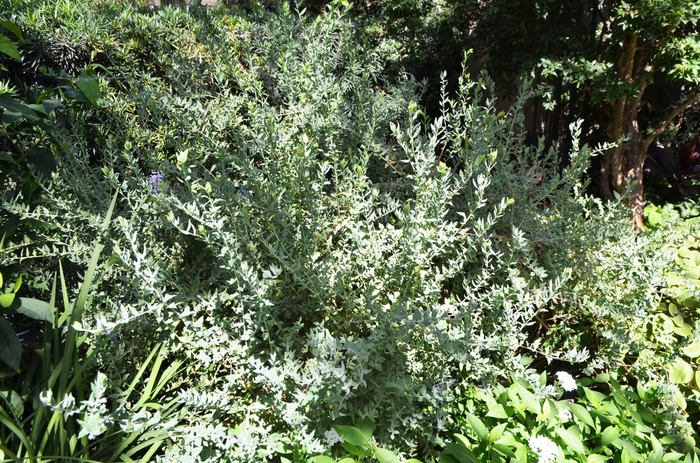 Sweet Pea Shrub - Polygala x dalmaisiana from Sloat Gardens