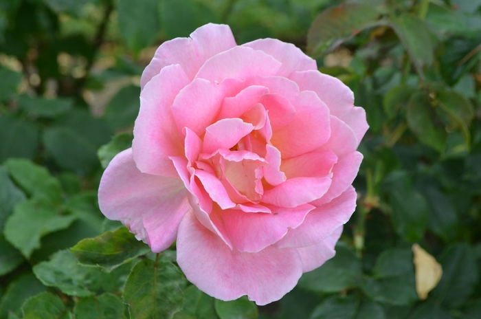 Tiffany Rose - Rosa hybrid tea 'Tiffany' from Sloat Gardens