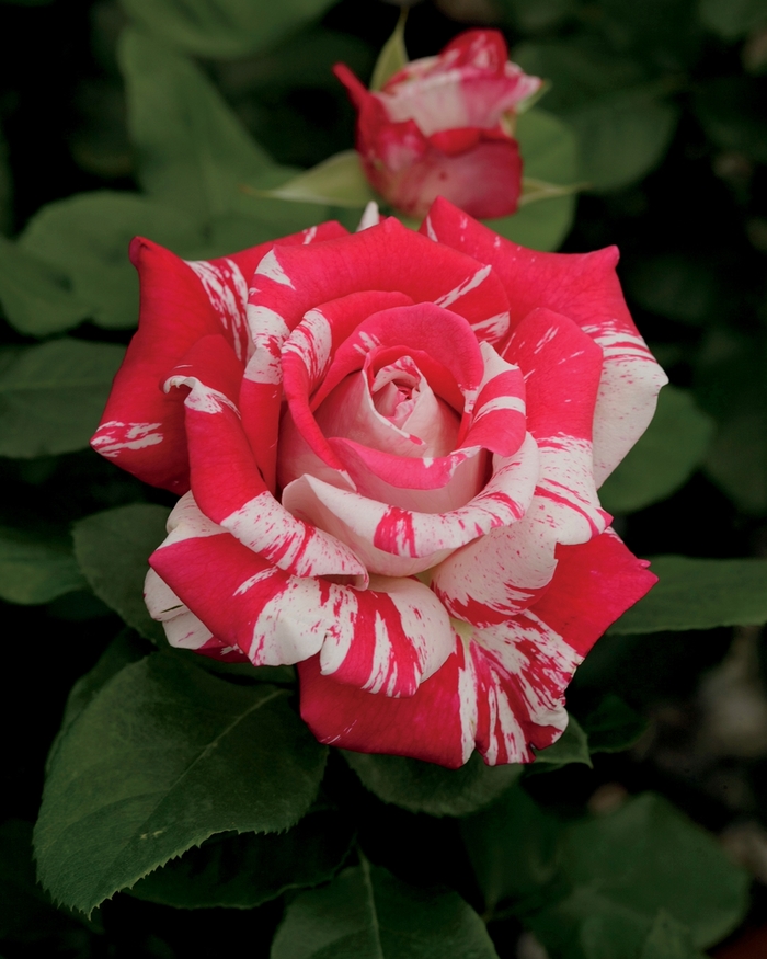 Neil Diamond Rose - Rosa Hybrid Tea 'Neil Diamond' from Sloat Gardens